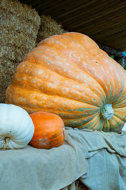 istock Large pumpkins displayed on a rustic table at a harvest festival in autumn 2241180056