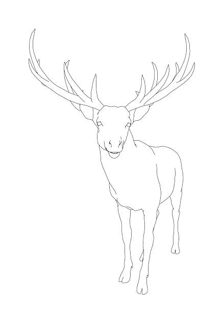 istock Deer contour line art with detailed antlers on a white background 2241180138