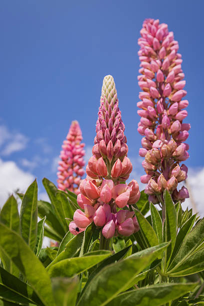 flowering lupines against a blue sky