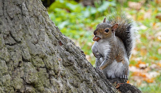 istock A grey squirrel, sciurus carolinensis, perching on a tree holding an acorn in its mouth on an autumn day. 2241182217
