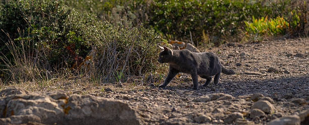 istock Grey cat walking on rough concrete pavement 2241185179