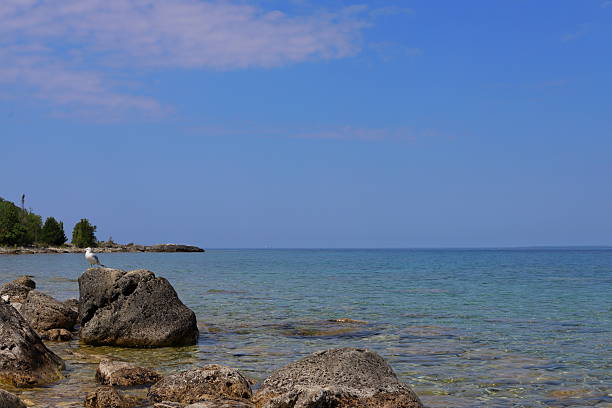 A seagull perched on a large rock by the clear, shallow waters of a rocky shoreline. The calm blue lake and bright sky create a serene summer scene of nature and wildlife in harmony.