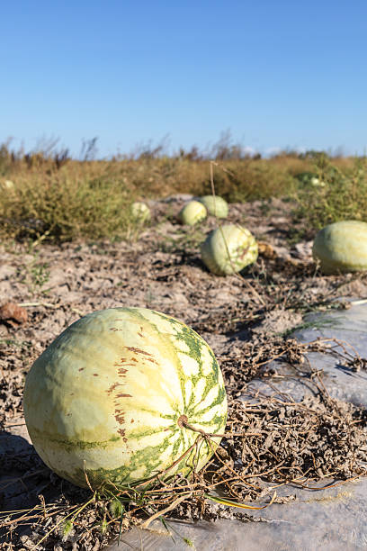 istock agriculture watermelon field big fruit water melon 2241185823