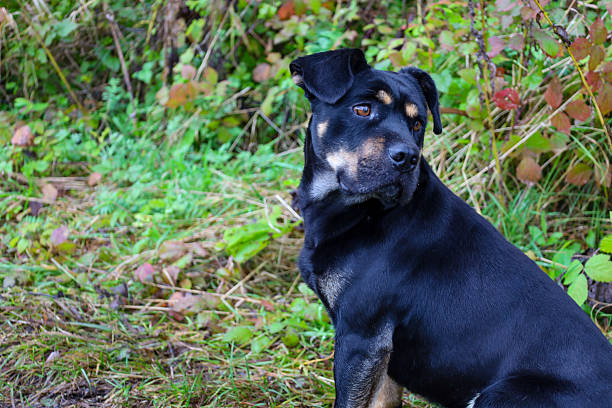 A black dog with tan markings sits in profile, looking back alertly against a backdrop of dense wild vegetation. Its attentive gaze and posture suggest an interest in the surrounding environment.