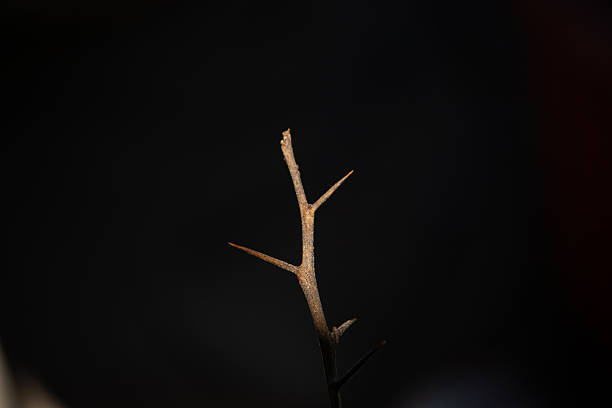 Thorns in black and white