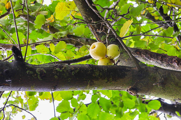 Three yellow-green apples rest on a thick branch of a fruit tree among dense foliage. This low-angle view conveys the atmosphere of late summer or early autumn and an abundant harvest.