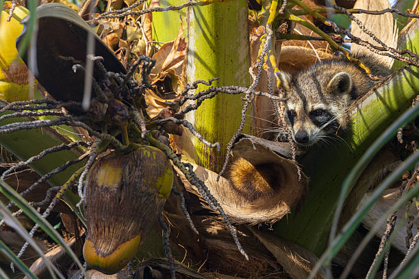 istock Raccoon hiding inside a tall palm tree 2241186578