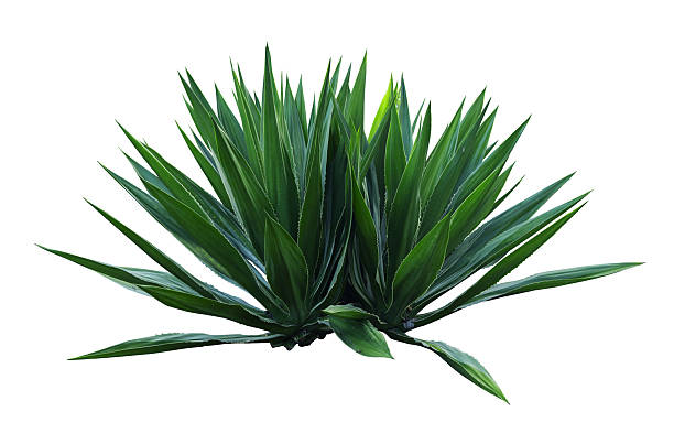 istock Tropical agave plant isolated on white background.This has clipping path. 2241186982