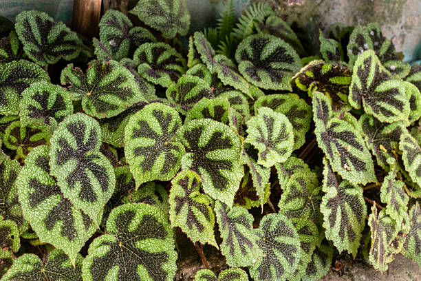 A cluster of vibrant Rex Begonia plants showcasing their striking green leaves with dark, unique patterns. Known for their decorative foliage and textured surfaces, these ornamental plants are popular in gardens and indoor collections, adding a touch of natural artistry.