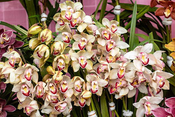 Phalaenopsis orchid blooming in a greenhouse, close-up