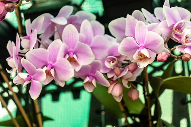 A close-up view of stunning pink Phalaenopsis orchids, also known as Moth Orchids, cultivated at the National Research Centre for Orchids (NRCO), Sikkim. Renowned for their broad petals, long-lasting blooms, and elegant form, these tropical orchids symbolize grace, beauty, and the rich biodiversity of the Himalayan region.