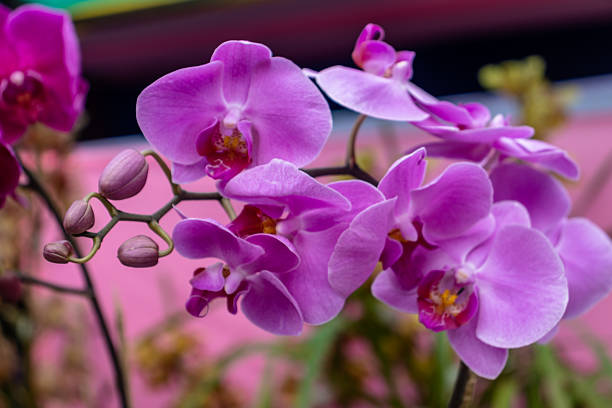 A close-up view of stunning pink Phalaenopsis orchids, also known as Moth Orchids, cultivated at the National Research Centre for Orchids (NRCO), Sikkim. Renowned for their broad petals, long-lasting blooms, and elegant form, these tropical orchids symbolize grace, beauty, and the rich biodiversity of the Himalayan region.