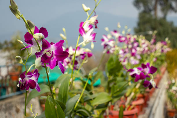 A vibrant row of purple and white Dendrobium Nobile ( state flower of Sikkim) orchid orchids in full bloom at the National Research Centre for Orchids (NRCO) in Sikkim. Set against the misty Himalayan backdrop, these exotic flowers highlight the region’s rich biodiversity and the excellence of horticultural research in India’s orchid capital.