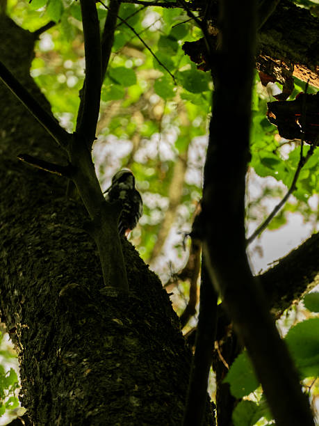 istock a green forest in summer, squirrels, grass, and animals 2241187908