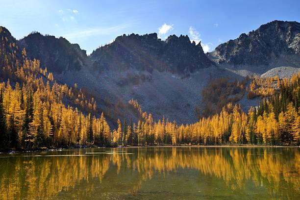 In October, the Larch trees around the Crater Lakes in the North Cascades of Washington State turn gold.