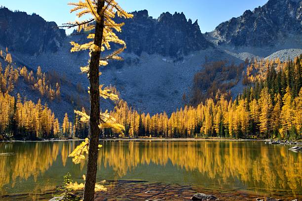In October, the Larch trees around the Crater Lakes in the North Cascades of Washington State turn gold.