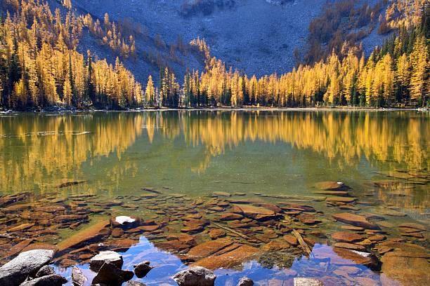 In October, the Larch trees around the Crater Lakes in the North Cascades of Washington State turn gold.
