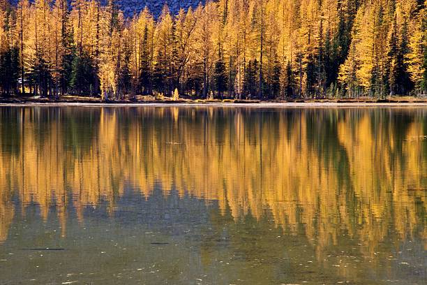 istock Larches at Crater Lakes, Washington State 2241188234