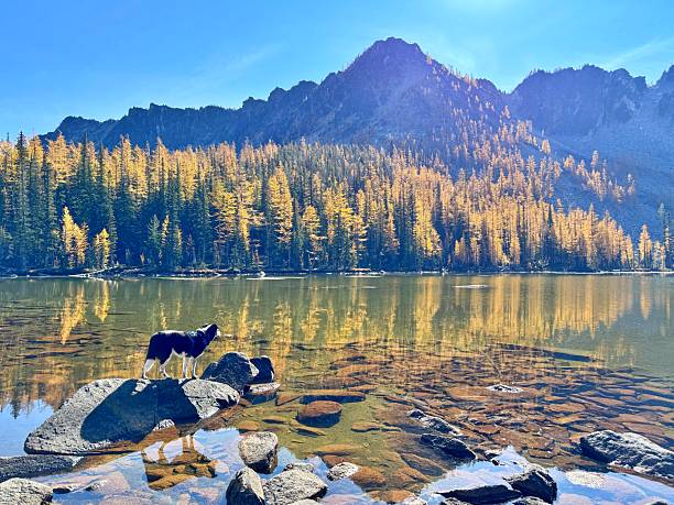 istock Larches at Crater Lakes, Washington State 2241188313