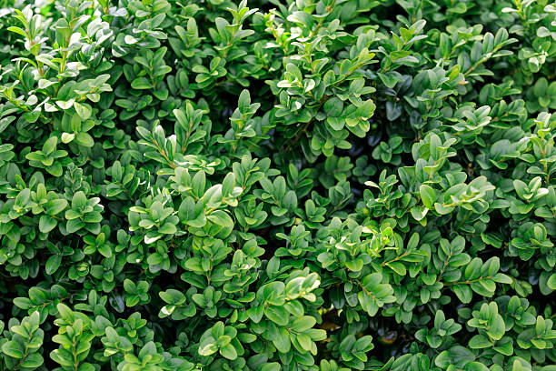 istock Buxus sempervirens shurb green leaves background. Horizontal photo. 2241189479