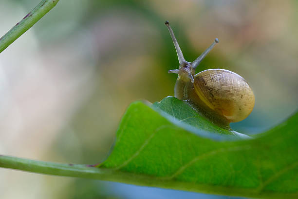 istock A garden snail crawls on a bright green leaf and looks at us 2241189650