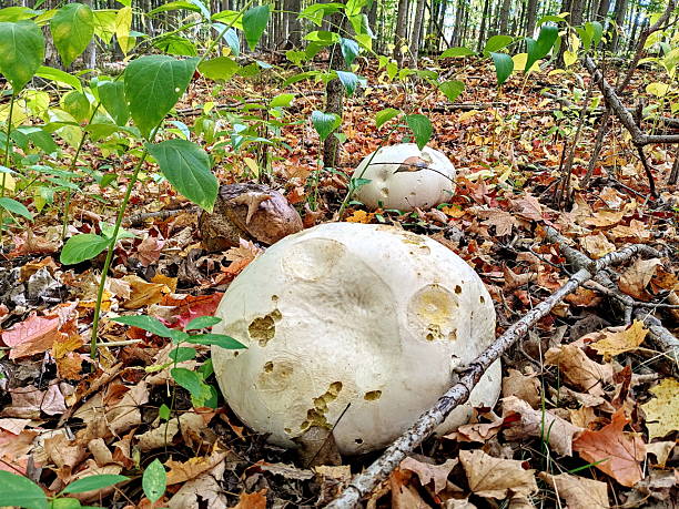 Giant puffball Mushroom on forest floor in Ontario, Canada.