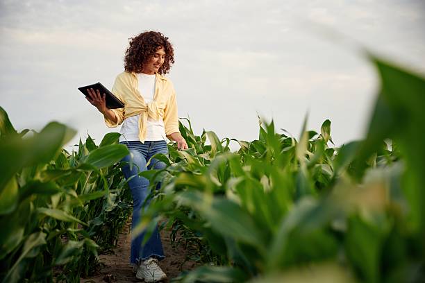 istock Woman is on the corn agricultural field 2241194024