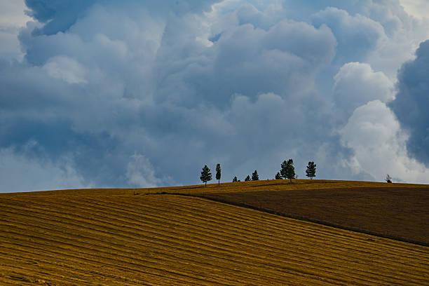 Endless green meadows stretch beneath a vast sky, where fluffy white clouds drift peacefully. Nature’s serenity and freedom unfold in this breathtaking scene.