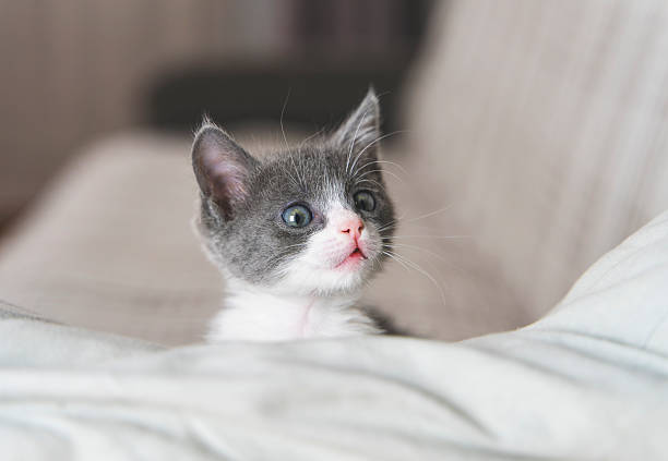 istock Curious gray and white kitten looking up while sitting on a soft couch indoors 2241196540