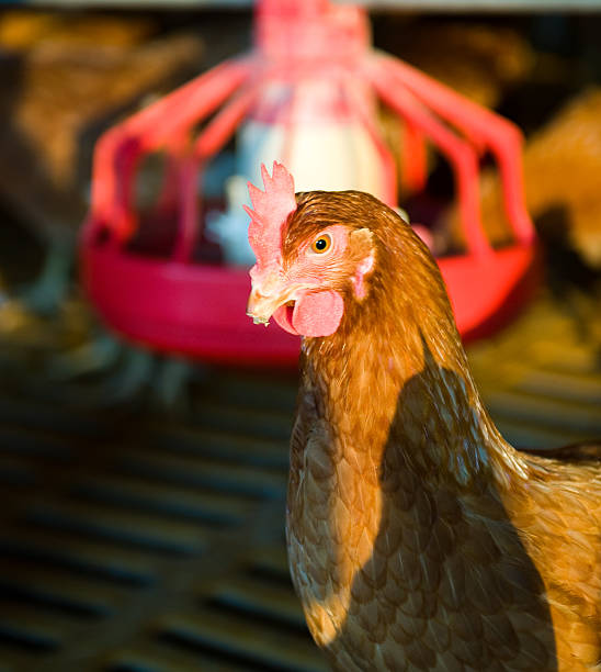 hens and chickens in a free-range farm