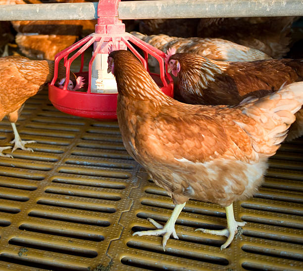 istock hens and chickens in a free-range farm 2241197023
