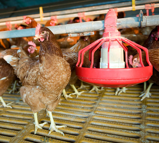 istock hens and chickens in a free-range farm 2241197035