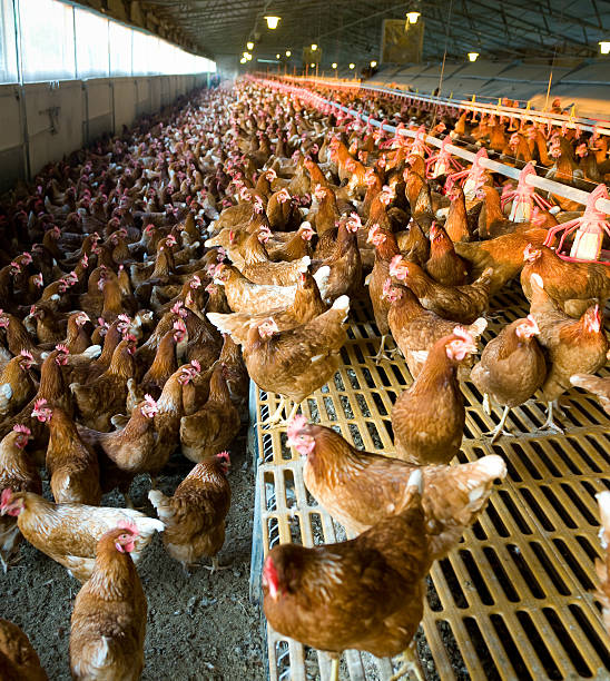 istock hens and chickens in a free-range farm 2241197044