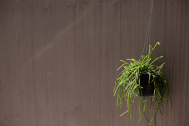 istock Sunlight streaming onto a hanging green plant against a rustic textured wall, creating soft shadows and a serene natural atmosphere — perfect for minimalist interior design and botanical themes. 2241197054