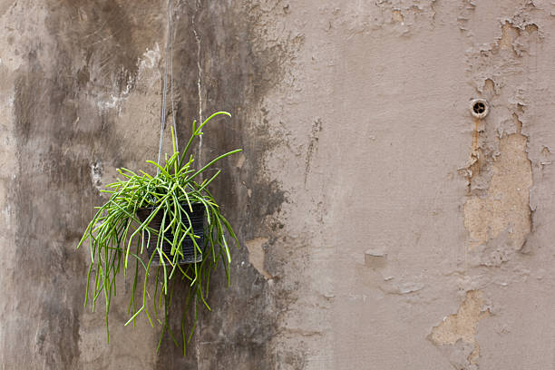 A Mistletoe Cactus (Rhipsalis) hanging against a beige and concrete-toned wall with chipped and peeling paint. An old socket hole detail in the upper right corner further emphasizes the vintage, rustic feel. The rough, irregular texture of the wall is captivating, creating a unique harmony between the green plant's vitality and the traces of time on the background. Highly useful for retro, vintage style, industrial interior, and architectural concept images.