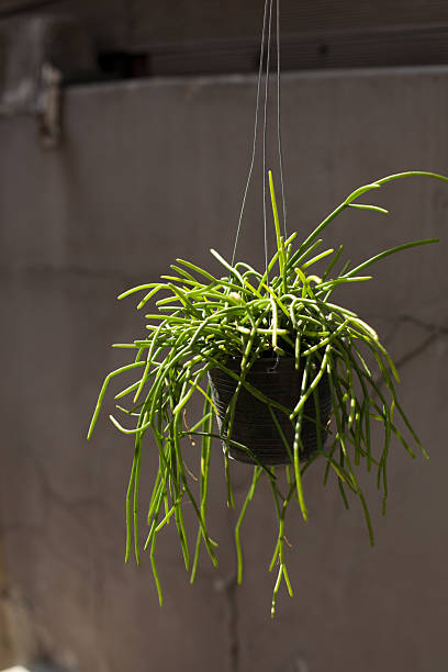 istock Rhythmically Drooping Mistletoe Cactus Hanging Against a Deep Shaded Backdrop 2241197060