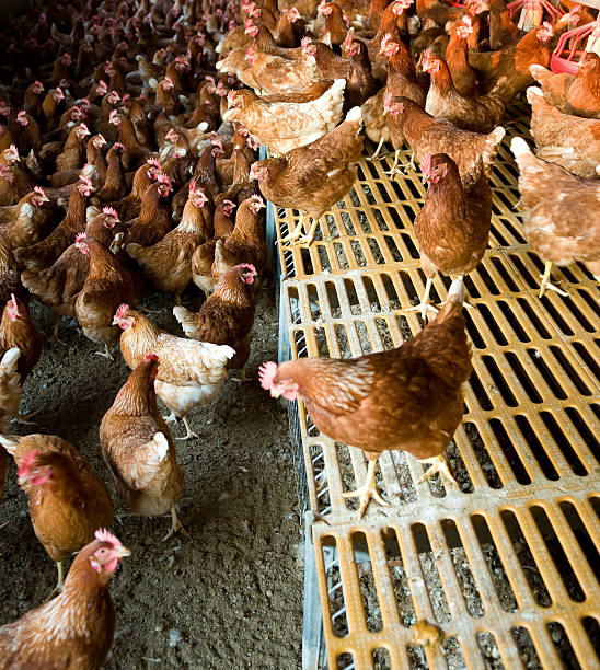 istock hens and chickens in a free-range farm 2241197061