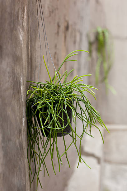 istock Depth of Field Shot: Hanging Rhipsalis in Foreground with Blurred Plant Background 2241197067