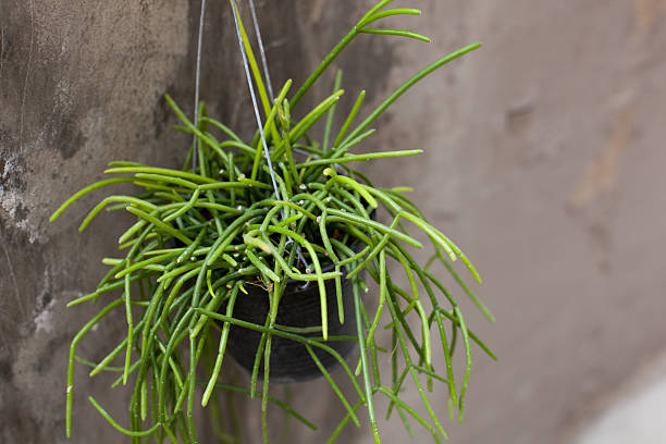 Vibrant Mistletoe Cactus (Rhipsalis) Cluster Close-up Against Neutral Textured Wall