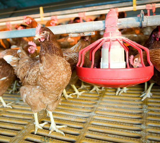 istock hens and chickens in a free-range farm 2241197075