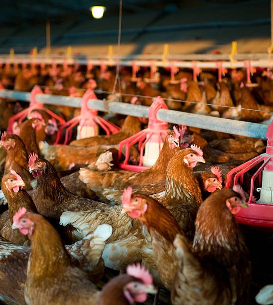hens and chickens in a free-range farm