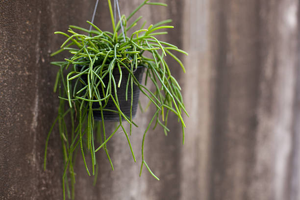 istock Close-up of Drooping Rhipsalis Cactus Against a Soft Focus Textured Corrugated Wall 2241197105