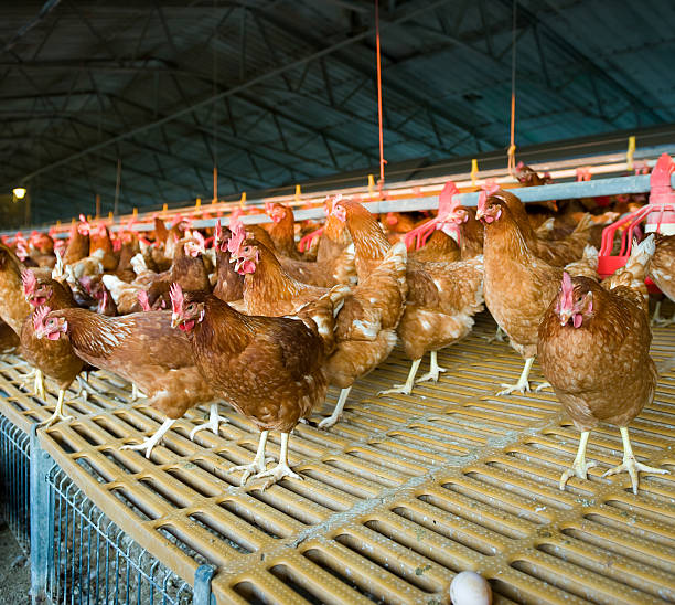 istock hens and chickens in a free-range farm 2241197118