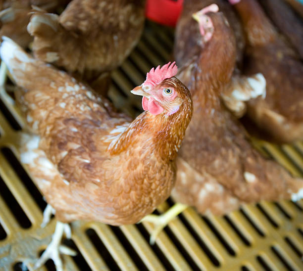 istock hens and chickens in a free-range farm 2241197147