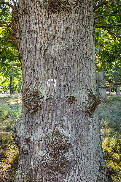 Close-up of an oak tree trunk featuring rough, textured bark and a white painted symbol indicating a designated bridle path. The tree is located in Dyrehaven, a UNESCO-listed forest park near Copenhagen, Denmark. The surrounding area includes grassy terrain and other trees, suggesting a temperate woodland setting commonly used for recreational activities.