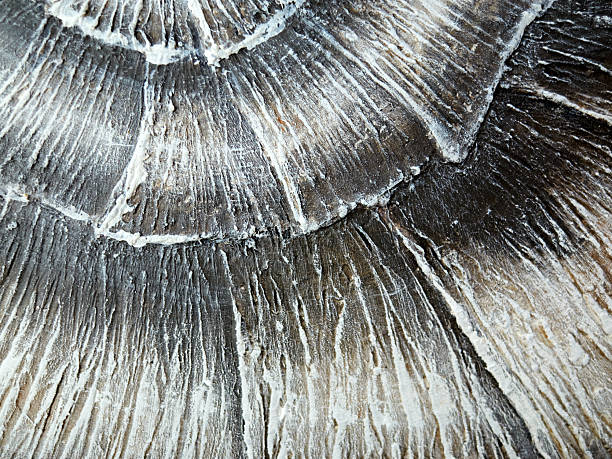 istock Exploring the Intricate and Beautiful Details of a Fossilized Nautilus Shell Specimen 2241201213