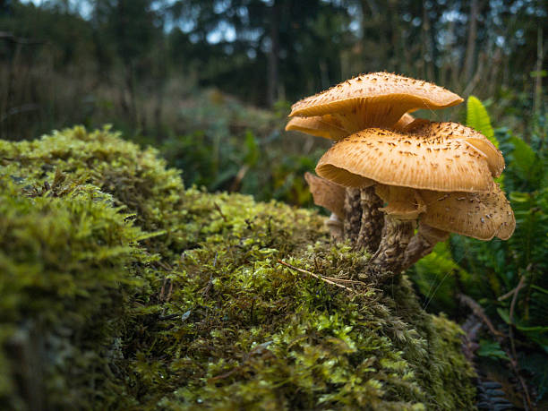 istock Cluster of mushrooms growing from mossy log in forest 2241201359