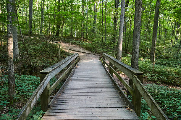 istock Tranquil Forest Footbridge at McCormick's Creek, Indiana 2241204157