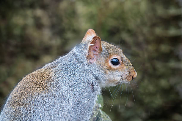 Squirrel at top of fences in the park
