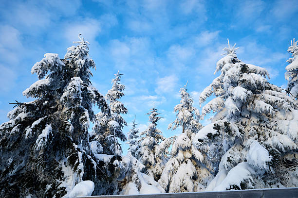 The photo shows a magnificent snow-covered forest on a sunny winter day. Tall trees, covered with a fluffy layer of snow, create an effect of a magical winter landscape. Sunlight filters through the branches, illuminating the snow caps and sparkling needles, making them shine like precious gems. Underfoot, there is soft, fresh snow that crunches with each step. In the background, a gentle blue sky contrasts with the whiteness of the forest, creating a sense of calm and tranquility. The air is clean and fresh, and a hush of nature reigns all around